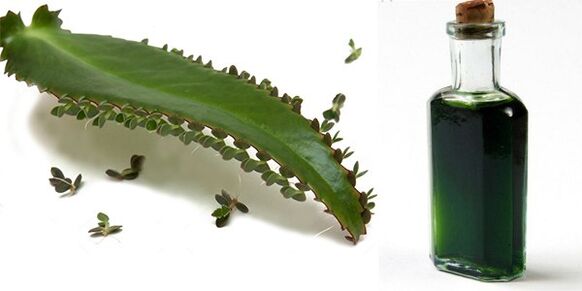 Izvleček Kalanchoe - sestava Exodermin